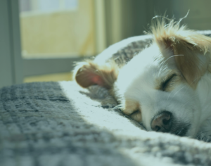 Perro durmiendo- traslado de mascotas